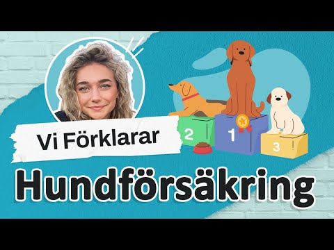 Hundförsäkring - vad är det?